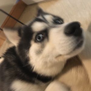 Meet your Posher, Max